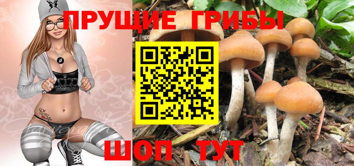 Галлюциногенные грибы Psilocybine cubensis  Вход с VPN  Псилоцибиновые грибы Psilocybe  Междуреченск 